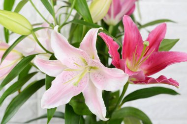 Güzel renkli zambak çiçekleri