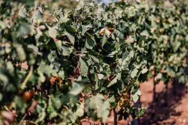 Şarap yetiştirme endüstrisi: sarmaşıkları besleyen, aromaları üreten ve zengin bir tutku ve miras duvar halısı ören zamansız bir sanat..