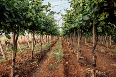 Şarap yetiştirme endüstrisi: sarmaşıkları besleyen, aromaları üreten ve zengin bir tutku ve miras duvar halısı ören zamansız bir sanat..
