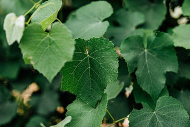 Şarap yetiştirme endüstrisi: sarmaşıkları besleyen, aromaları üreten ve zengin bir tutku ve miras duvar halısı ören zamansız bir sanat..
