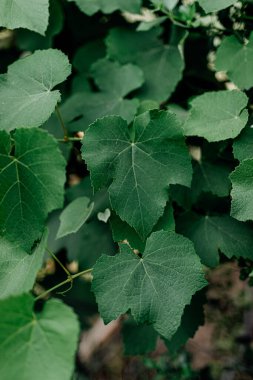 Şarap yetiştirme endüstrisi: sarmaşıkları besleyen, aromaları üreten ve zengin bir tutku ve miras duvar halısı ören zamansız bir sanat..