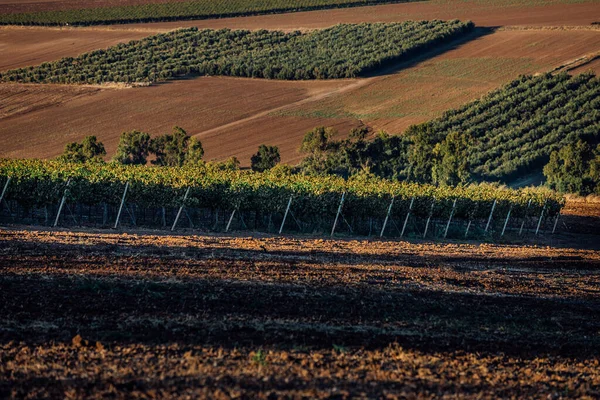 Şarap Yetiştirme Endüstrisi Sarmaşıkları Besleyen Aromaları Üreten Zengin Bir Tutku — Stok fotoğraf
