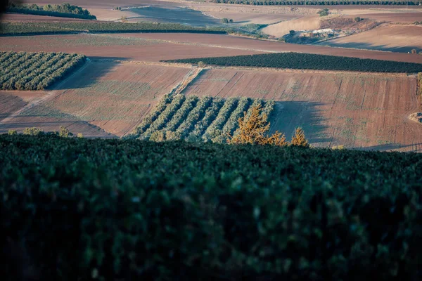 Şarap Yetiştirme Endüstrisi Sarmaşıkları Besleyen Aromaları Üreten Zengin Bir Tutku — Stok fotoğraf