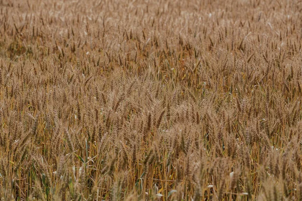 Пшеничные Поля Являются Зрелищем Обширными Просторами Золотистым Оттенком Насколько Видно — стоковое фото