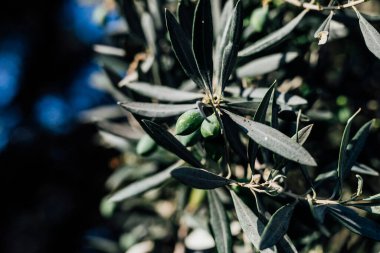 İzole edilmiş zeytin ağacı, yeşil renkli kırsal bölge hasadı. Orta Çağ mutfağında geleneksel yemek.
