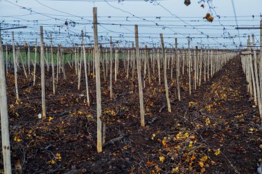 Şarap yetiştirme endüstrisi: sarmaşıkları besleyen, aromaları üreten ve zengin bir tutku ve miras duvar halısı ören zamansız bir sanat..
