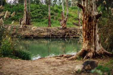 Ürdün Rvier 'in İsrail' deki fotoğrafları. Nehir, palmiye ağaçları ve nehir bölgesindeki hayvanlar..