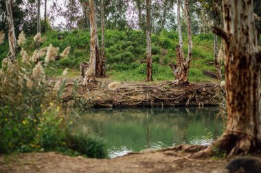 Ürdün Rvier 'in İsrail' deki fotoğrafları. Nehir, palmiye ağaçları ve nehir bölgesindeki hayvanlar..