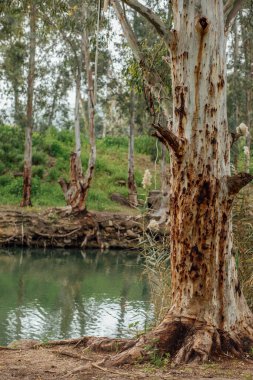 Ürdün Rvier 'in İsrail' deki fotoğrafları. Nehir, palmiye ağaçları ve nehir bölgesindeki hayvanlar..