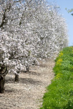Bahar mevsiminde güzel badem ağaçları çiçek açar. Sağlıklı badem haline gelen beyaz ve pembe akıntılar.
