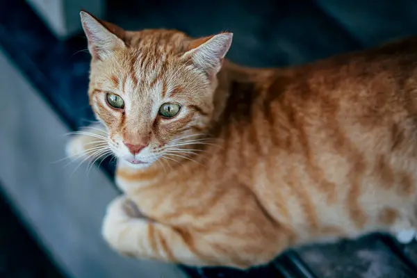 카메라를 고양이 노숙자 대피소 카메라를보고 봉사자는 동물을 도와줍니다 로열티 프리 스톡 사진