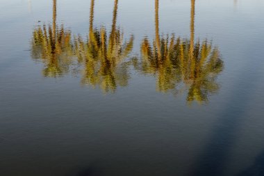 Arecaceae palmiyesi, tropikal yaz ülkesinde. Harika bir akşam ışığı. Mavi ve yeşil Coulors. 2024, 2025, sonsuz yeşil içerik.