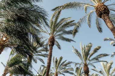 Arecaceae palmiyesi, tropikal yaz ülkesinde. Harika bir akşam ışığı. Mavi ve yeşil Coulors. 2024, 2025, sonsuz yeşil içerik.