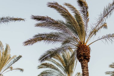 Arecaceae palmiyesi, tropikal yaz ülkesinde. Harika bir akşam ışığı. Mavi ve yeşil Coulors. 2024, 2025, sonsuz yeşil içerik.