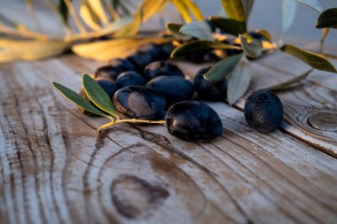 Kırsal ahşap bir zemin üzerine serpilmiş taze toplanmış siyah zeytinler ve doğal bir dokunuş eklenmiş bir zeytin dalı. Akdeniz tarım ve organik tarımın mükemmel bir temsili..