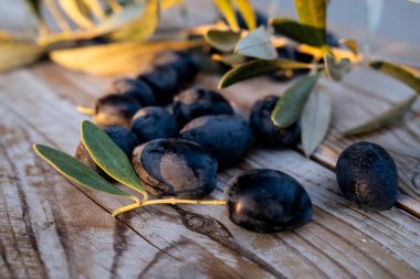 Kırsal ahşap bir zemin üzerine serpilmiş taze toplanmış siyah zeytinler ve doğal bir dokunuş eklenmiş bir zeytin dalı. Akdeniz tarım ve organik tarımın mükemmel bir temsili..