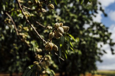 Olgunlaşmamış yeşil bademler bir ağaç dalına asılmış, mavi gökyüzünün yumuşak odaklı arka planına ve yeşil yapraklara karşı gün ışığında yakalanmış..