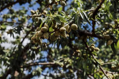 Olgunlaşmamış yeşil bademler bir ağaç dalına asılmış, mavi gökyüzünün yumuşak odaklı arka planına ve yeşil yapraklara karşı gün ışığında yakalanmış..