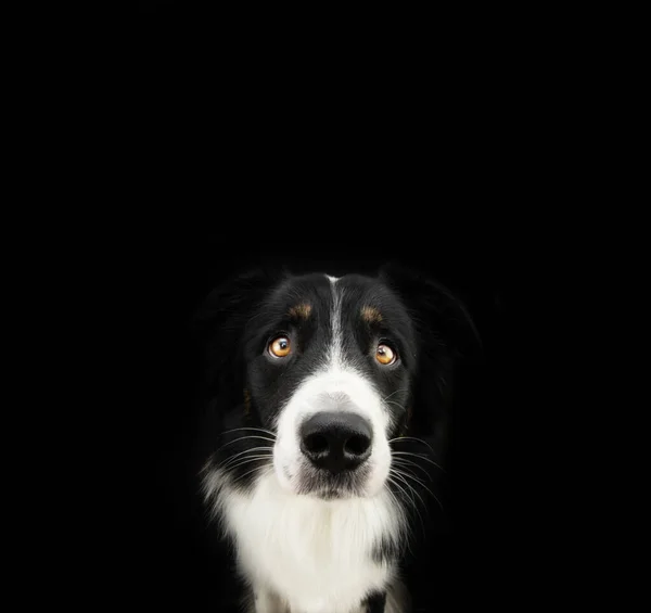 Czarny Pies Collie Granicy Szczeniak Poważnym Wyraz Twarzy Odizolowany Ciemnym — Zdjęcie stockowe