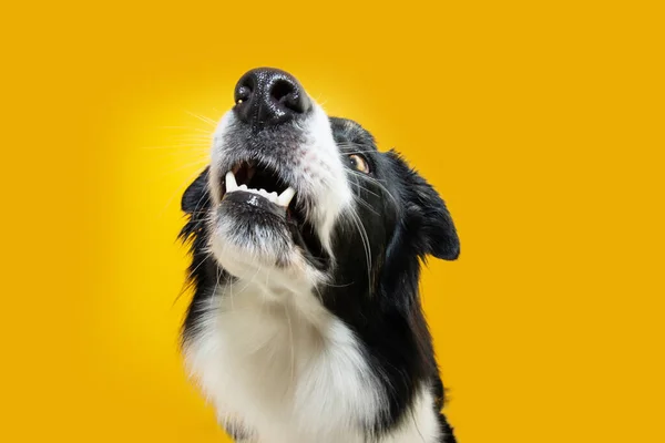 Πορτραίτο Αστείο Και Πεινασμένο Σκυλί Που Κοιτάει Ψηλά Απομονωμένα Κίτρινο — Φωτογραφία Αρχείου