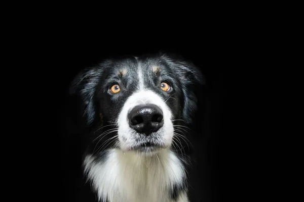 Portret Poważnego Psa Collie Granicy Patrząc Kamerze Izolacja Czarnym Tle — Zdjęcie stockowe