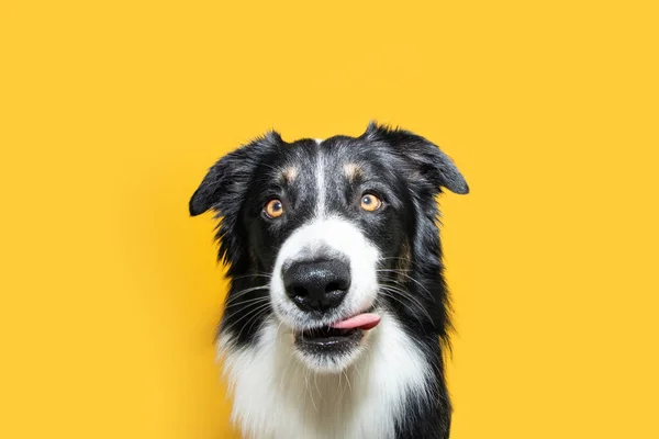 Портрет Голодной Пограничной Колли Собаки Облизывающей Губы Языком Смотрящей Камеру — стоковое фото