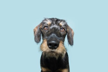 Kameraya bakan sevimli, kıllı köpek yavrusu portresi. Mavi pastel arkaplanda izole