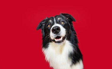 Mutlu bir portre ve gülümseyen bir çoban köpeği kameraya bakıyor. Don kırmızı arkaplanını ayır