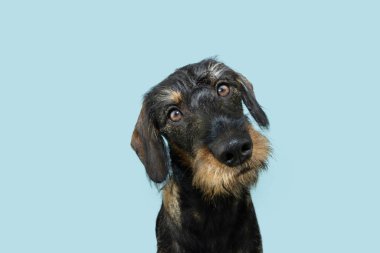 Köpek yavrusu dachshund 'a konsantre ol ve kameranın yan tarafına bak. Mavi pastel arkaplanda izole