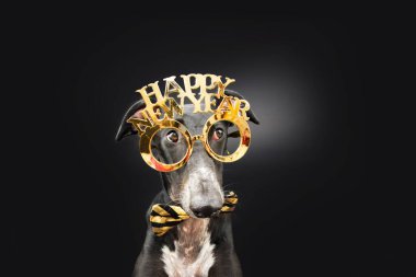 Funny greyhound dog celebrating new year's eve wearing gold sunglasses and bow tie. Isolated on black background clipart