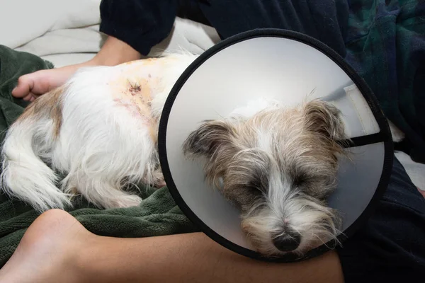 Puppy dog sick and upset dog wearing Elizabethan plastic cone medical collar around neck for anti bite wound protection after surgery operation