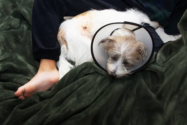 Puppy dog sick and upset dog wearing Elizabethan plastic cone medical collar around neck for anti bite wound protection after surgery operation. From above