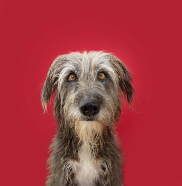 Melez köpek portresi ve kameraya bakan yüz ifadesi. Kırmızı eflatun arkaplanda izole edilmiş