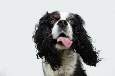Hairy cavalier charles king dog sticking tongue out with big ears. Isolated on white background. Summer heat concept