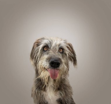 Funny mixed-breed dog sticking tongue out looking at camera. Isolated on gray background