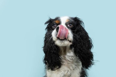 Cute cavalier charles king spaniel dog licking its lips with tongue. Isolated on blue pastel background