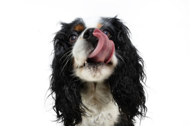 Portrait funny and hungry cavalier charles king spaniel dog licking its lips with tongue. Isolated on white background