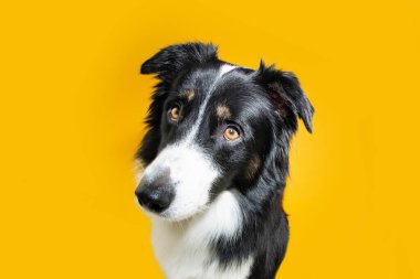 Funny profile stressed border collie dog looking away. Isolated on yellow background