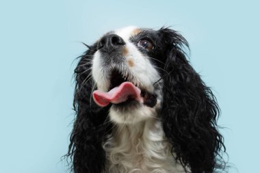 Portrait dog summer sticking tongue out. heat temperature concept. Isolated on blue background