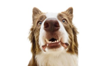 Funny surprised border collie dog looking with funny expression face showing its teeth. Isolated on white background