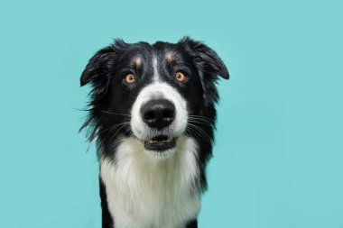 Portrait funny surprised border collie dog puppy with open mouth. Isolated on blue colored background