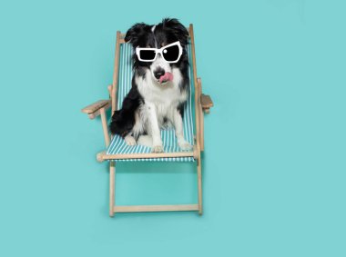Puppy dog summer. Border collie sitting on a beach chair wearing sunglasses. Isolated on blue backgorund