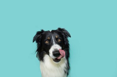 Hungry border collie dog licking its lips with tongue looking at camera. Isolated on blue background