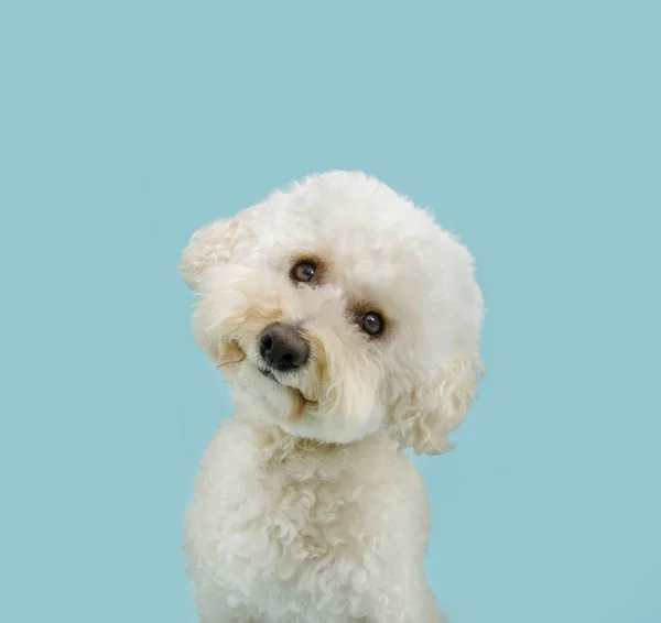 Χαριτωμένο Και Γλυκό Σκυλάκι Που Σκέφτεται Και Γέρνει Κεφάλι Του — Φωτογραφία Αρχείου