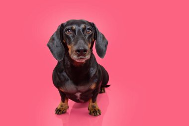 Ciddi ve özenli yüz ifadesiyle portre dachshund köpek yavrusu. Pembe arka planda izole edilmiş