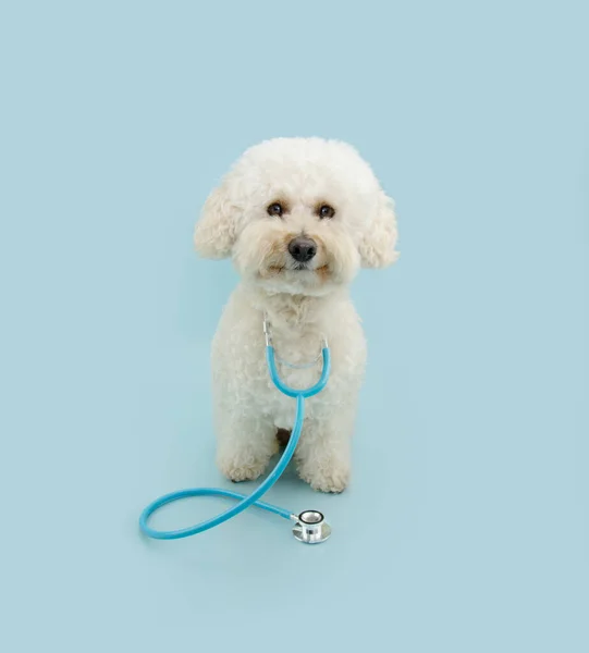 聴診器付きのプードル犬 獣医クリニックの獣医師の受付で純血ペット子犬 ペットの健康管理と動物の概念 — ストック写真