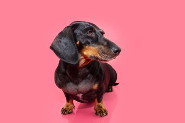 Portre dachshund köpek yavrusu başını yana çeviriyor. Pembe arka planda izole edilmiş