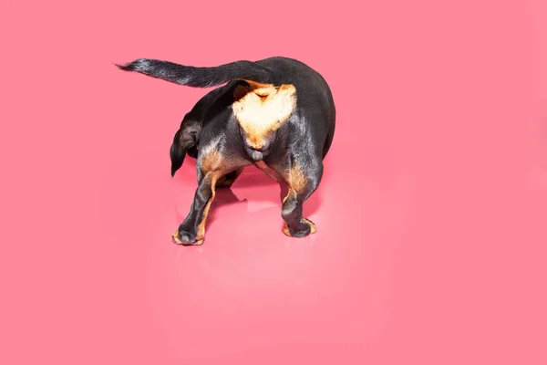 Собачья Любовь Щенок Таксы Задом Наперёд Сердцем Сзади Изолированный Розовом — стоковое фото
