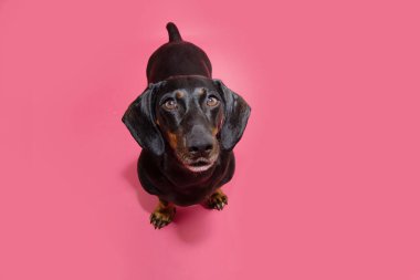 Portre komik ve ciddi bir dachshund köpeği yukarı bakıyor. Pembe arka planda izole edilmiş