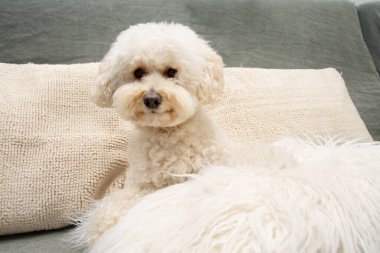 Alerjik olmayan köpek yavrusu kanepede oturuyor.